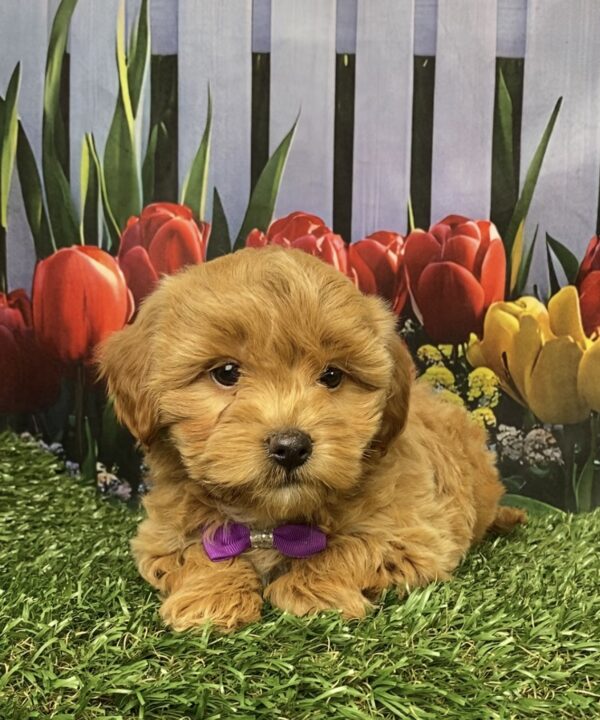 Photo of Ms. Gloria the F1B Micro Mini-Bernedoodle puppy