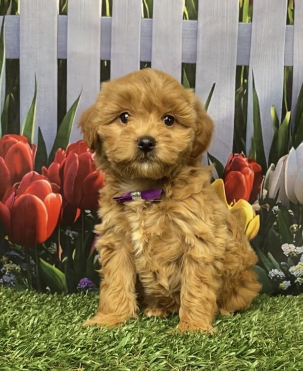 Photo of Ms. Gloria the F1B Micro Mini-Bernedoodle puppy