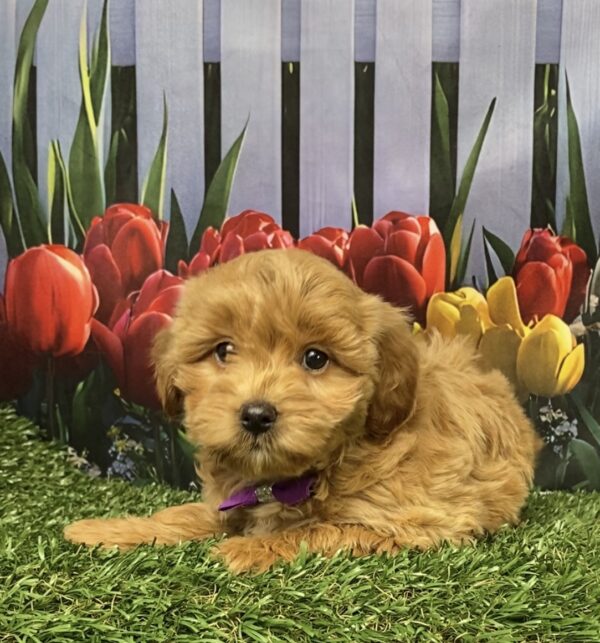 Photo of Ms. Gloria the F1B Micro Mini-Bernedoodle puppy