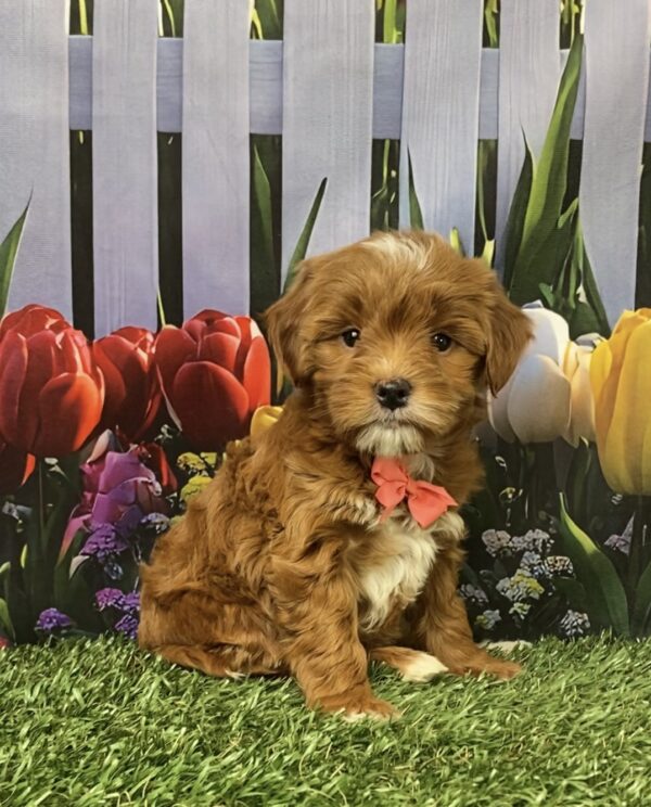 Ms. Grace the F1B Micro Mini-Goldendoodle puppy