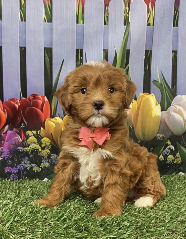 Photo of Ms. Grace the F1B Micro Mini-Bernedoodle puppy