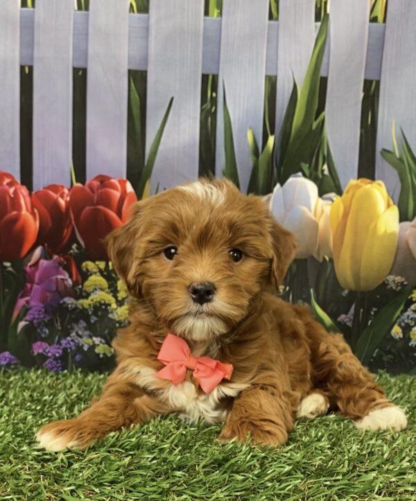 Photo of Ms. Grace the F1B Micro Mini-Bernedoodle puppy