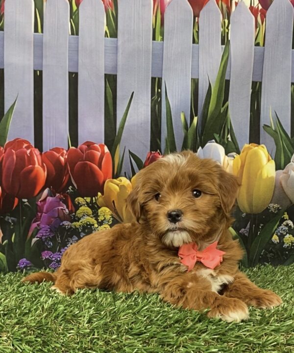 Photo of Ms. Grace the F1B Micro Mini-Bernedoodle puppy