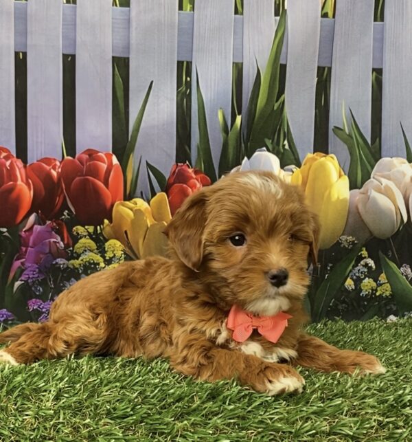 Photo of Ms. Grace the F1B Micro Mini-Bernedoodle puppy