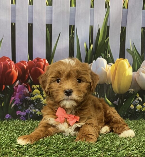Photo of Ms. Grace the F1B Micro Mini-Bernedoodle puppy