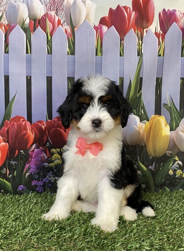Ms. Hailey the Mini-Bernedoodle puppy