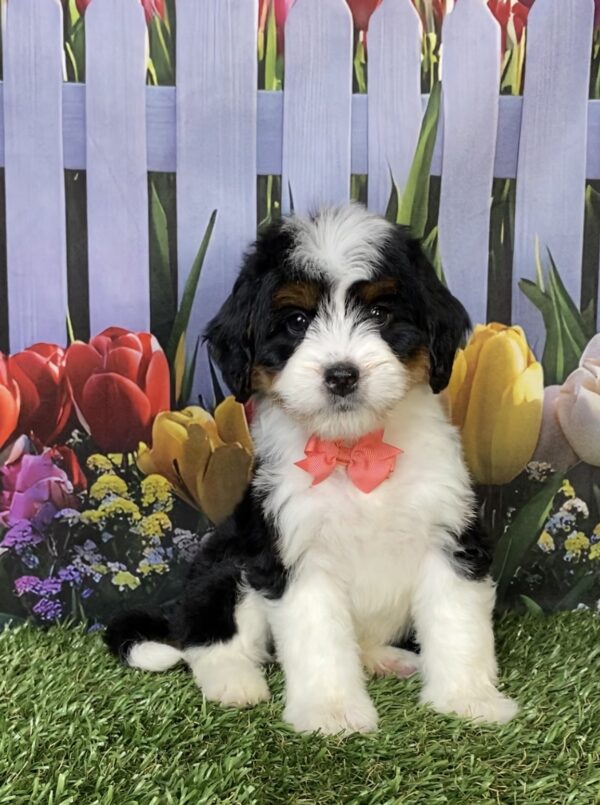 Photo of Ms. Hailey the Mini-Bernedoodle puppy