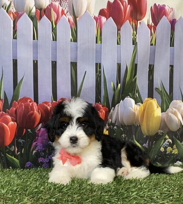 Photo of Ms. Hailey the Mini-Bernedoodle puppy