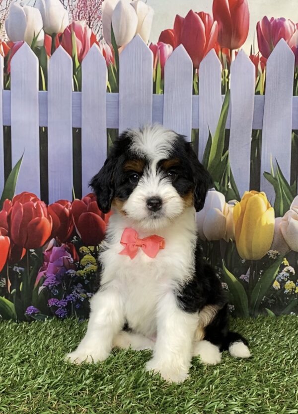 Photo of Ms. Hailey the Mini-Bernedoodle puppy