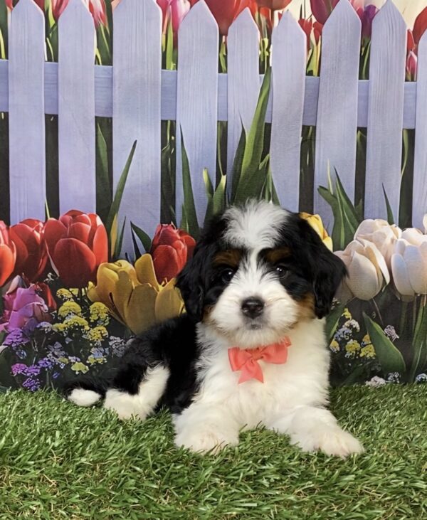 Photo of Ms. Hailey the Mini-Bernedoodle puppy