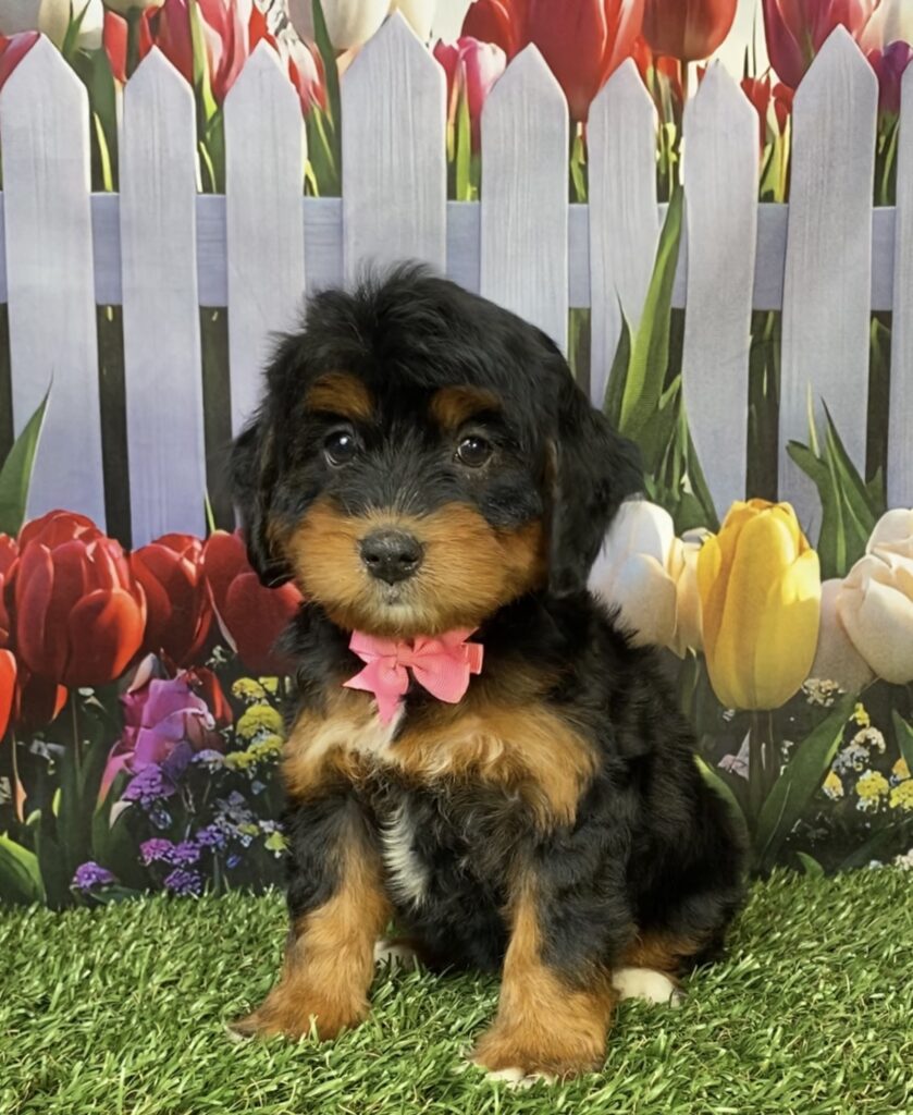 Photo of Ms. Hannah the Mini-Bernedoodle puppy
