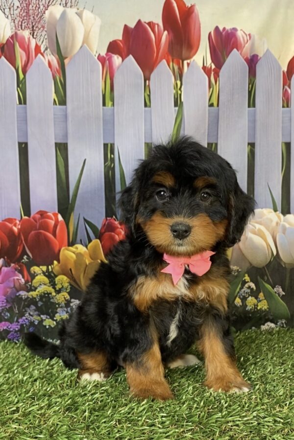Photo of Ms. Hannah the Mini-Bernedoodle puppy
