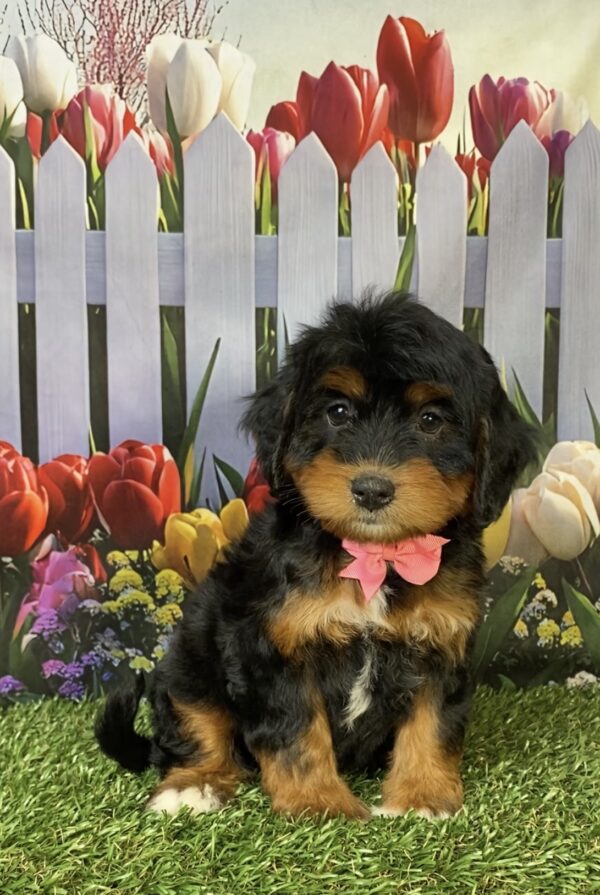 Photo of Ms. Hannah the Mini-Bernedoodle puppy