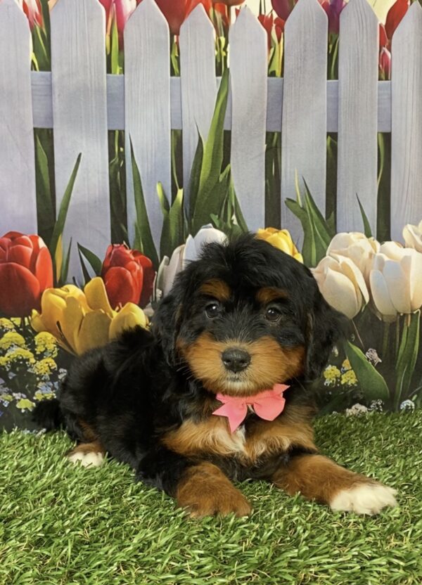 Photo of Ms. Hannah the Mini-Bernedoodle puppy