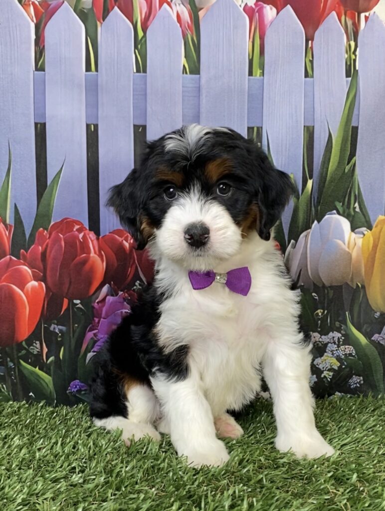 Photo of Ms. Helena the Mini-Bernedoodle puppy