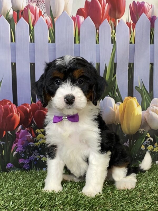 Photo of Ms. Helena the Mini-Bernedoodle puppy