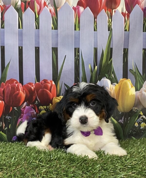 Photo of Ms. Helena the Mini-Bernedoodle puppy