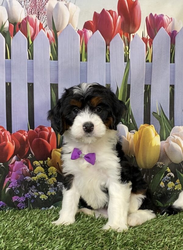 Photo of Ms. Helena the Mini-Bernedoodle puppy