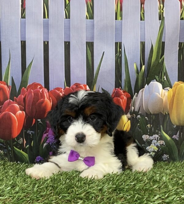 Photo of Ms. Helena the Mini-Bernedoodle puppy