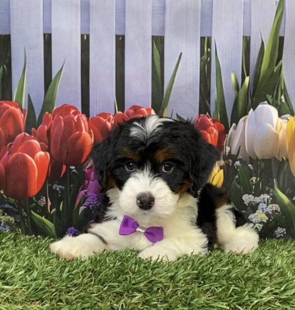Photo of Ms. Helena the Mini-Bernedoodle puppy