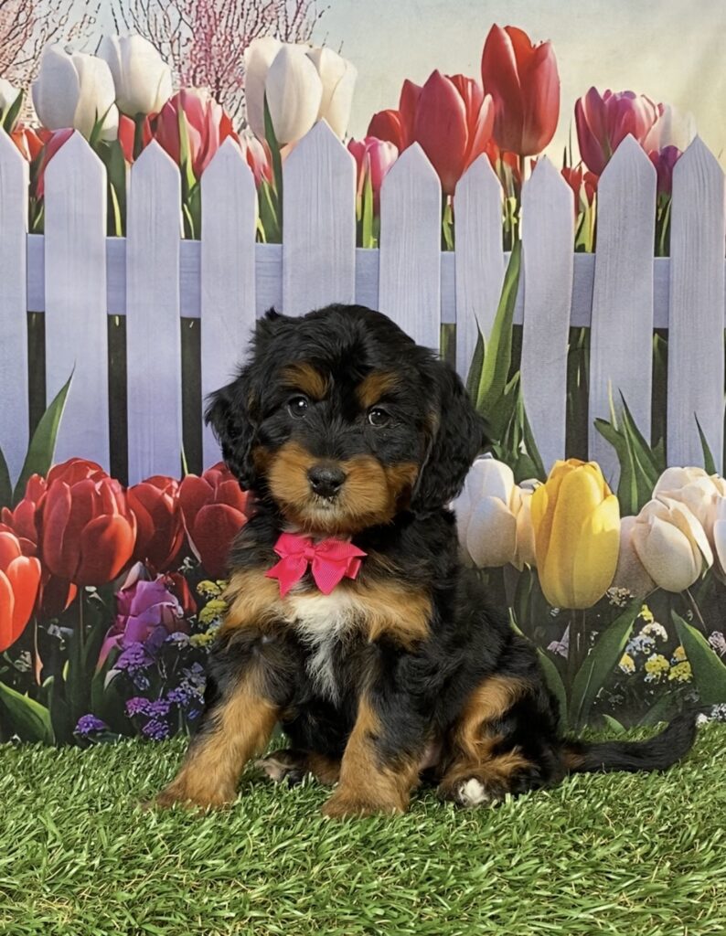 Photo of Ms. Holly the Mini-Bernedoodle puppy