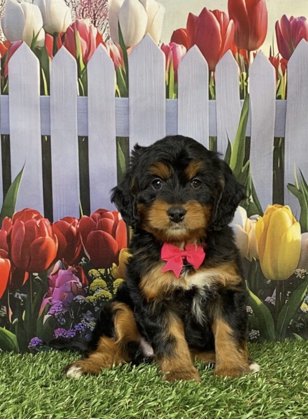 Photo of Ms. Holly the Mini-Bernedoodle puppy