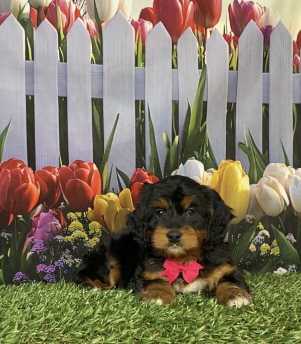 Photo of Ms. Holly the Mini-Bernedoodle puppy
