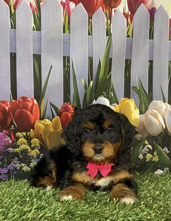 Photo of Ms. Holly the Mini-Bernedoodle puppy