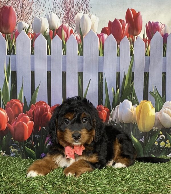 Ms. India  the  Mini-Bernedoodle puppy