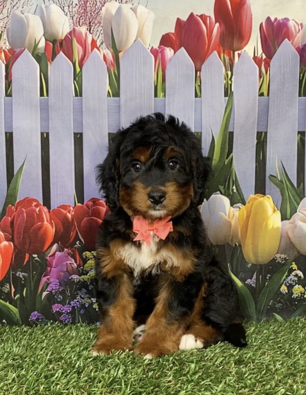 Photo of Ms. India the Mini-Bernedoodle puppy