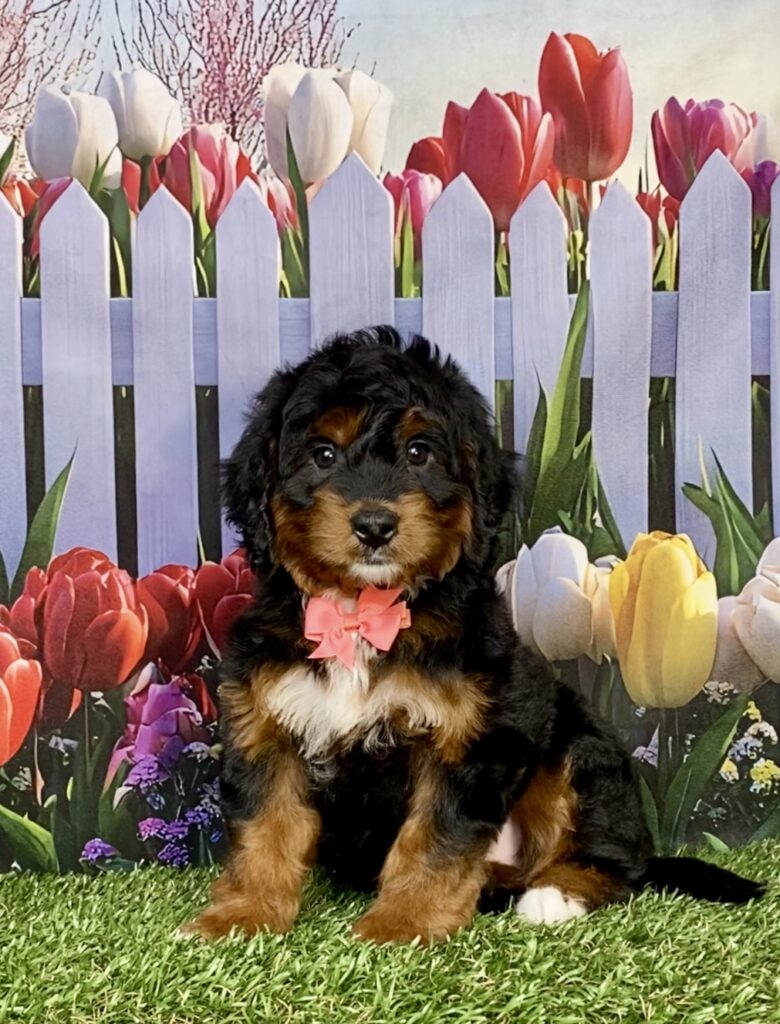 Photo of Ms. India the Mini-Bernedoodle puppy