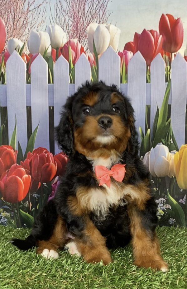 Photo of Ms. India the Mini-Bernedoodle puppy