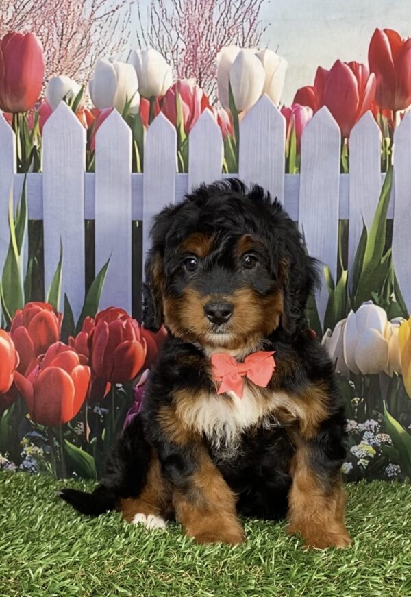 Photo of Ms. India the Mini-Bernedoodle puppy