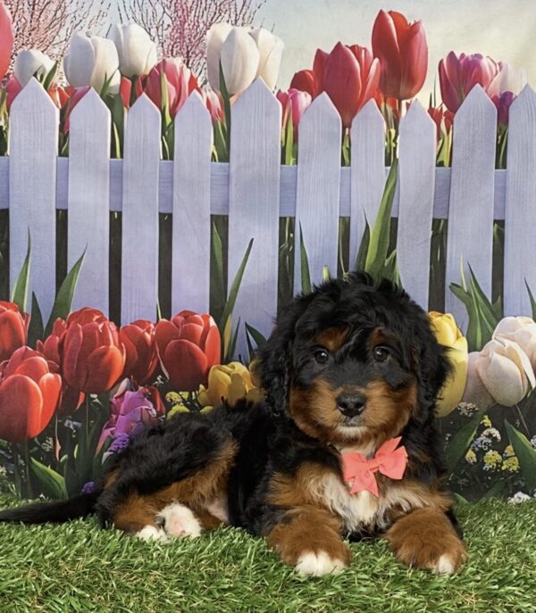 Photo of Ms. India the Mini-Bernedoodle puppy