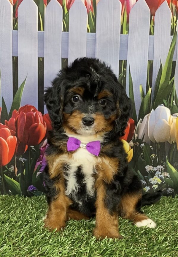 Ms. Irene the  Mini-Bernedoodle puppy