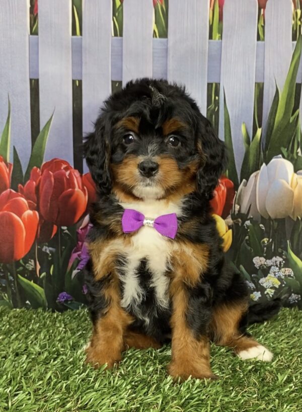 Photo of Ms. Irene the Mini-Bernedoodle puppy