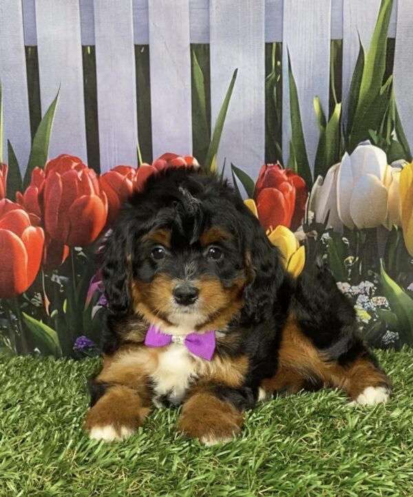 Photo of Ms. Irene the Mini-Bernedoodle puppy