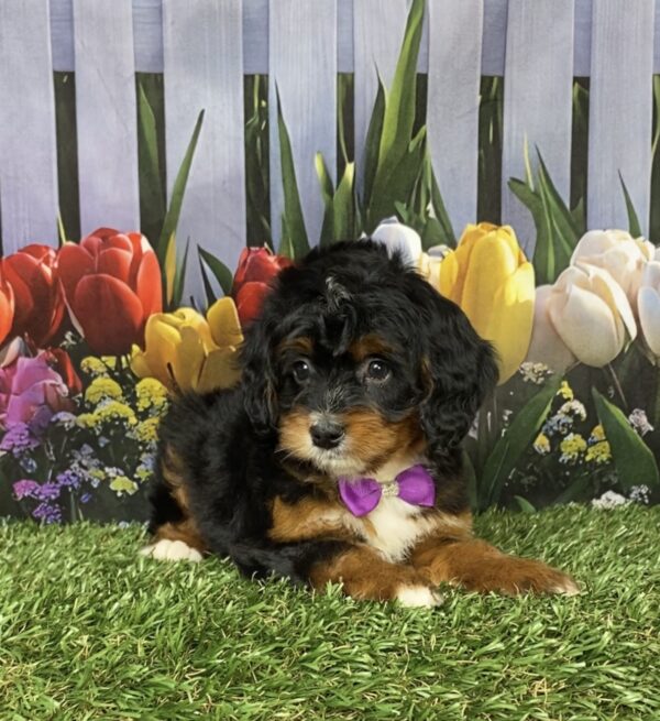 Photo of Ms. Irene the Mini-Bernedoodle puppy
