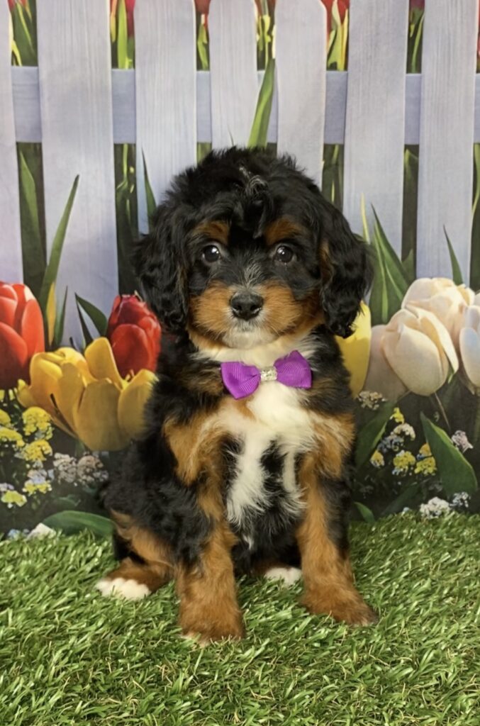 Photo of Ms. Irene the Mini-Bernedoodle puppy