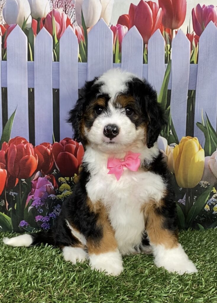 Photo of Ms. Ivory the Mini-Bernedoodle puppy