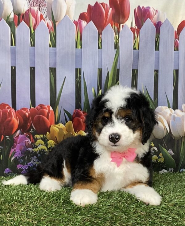 Photo of Ms. Ivory the Mini-Bernedoodle puppy