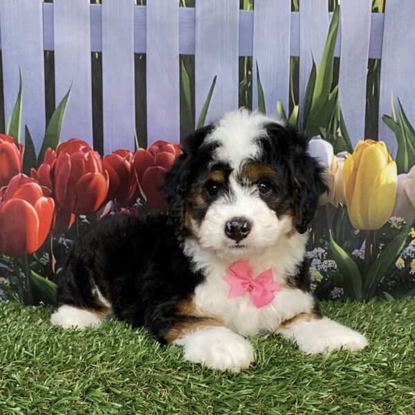 Photo of Ms. Ivory the Mini-Bernedoodle puppy