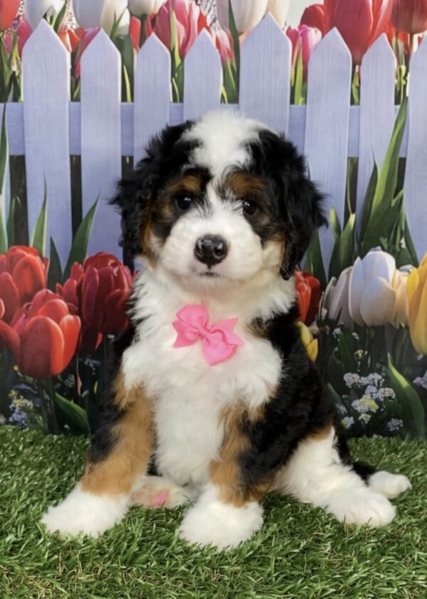 Photo of Ms. Ivory the Mini-Bernedoodle puppy