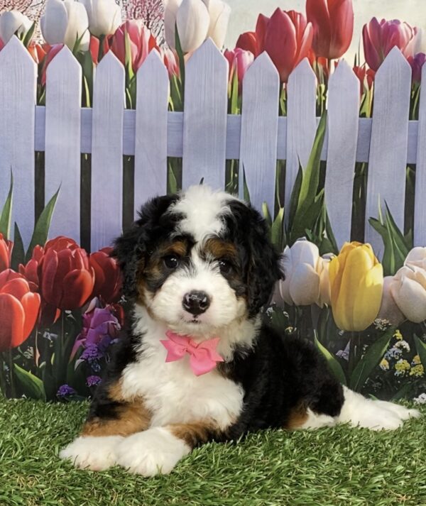 Photo of Ms. Ivory the Mini-Bernedoodle puppy