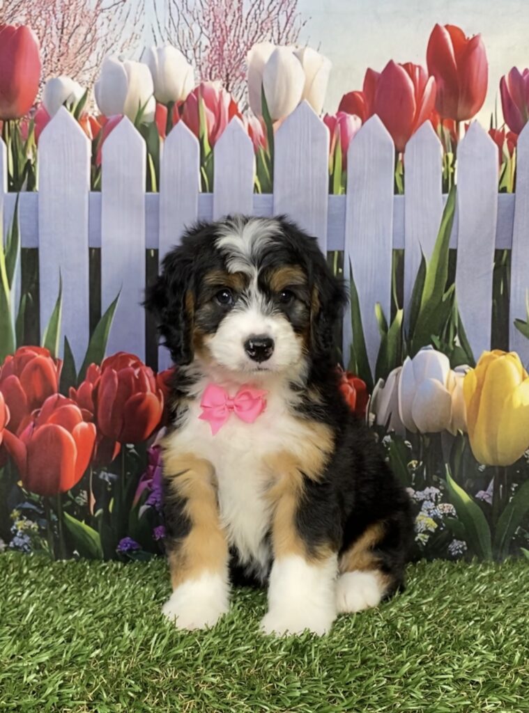 Photo of Ms. Ivy the Mini-Bernedoodle puppy