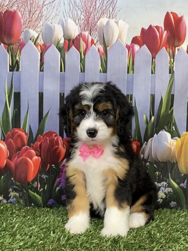 Photo of Ms. Ivy the Mini-Bernedoodle puppy