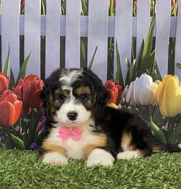 Photo of Ms. Ivy the Mini-Bernedoodle puppy