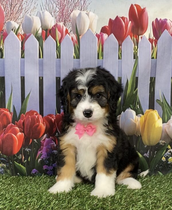 Photo of Ms. Ivy the Mini-Bernedoodle puppy