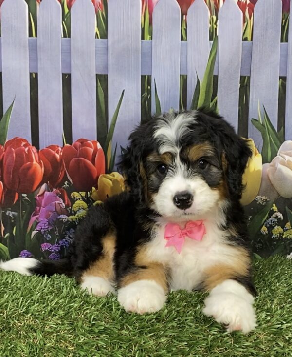 Photo of Ms. Ivy the Mini-Bernedoodle puppy
