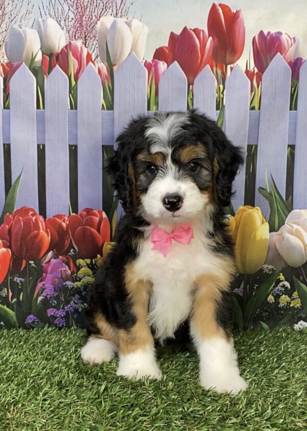 Photo of Ms. Ivy the Mini-Bernedoodle puppy